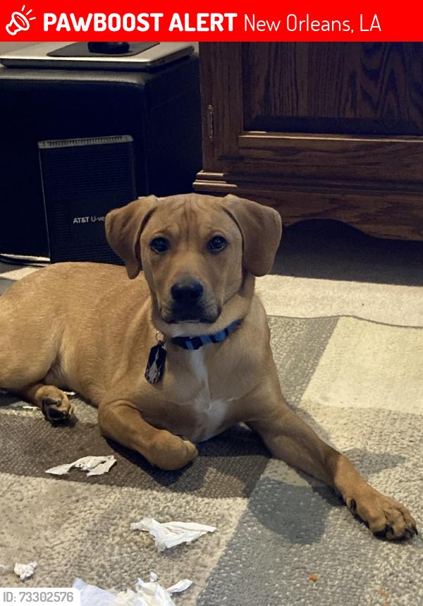 Lost Male Dog last seen Short and Panola, New Orleans, LA 70118