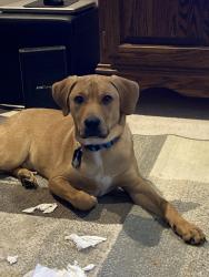 Lost Male Dog last seen Short and Panola, New Orleans, LA 70118