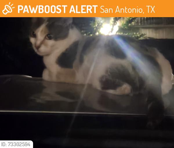Found/Stray Female Cat last seen culebra, San Antonio, TX 78253