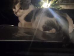 Found/Stray Female Cat last seen culebra, San Antonio, TX 78253