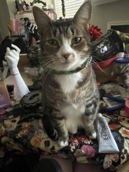 Lost Female Cat last seen Cunningham rd and powder springs st, Marietta, GA 30008