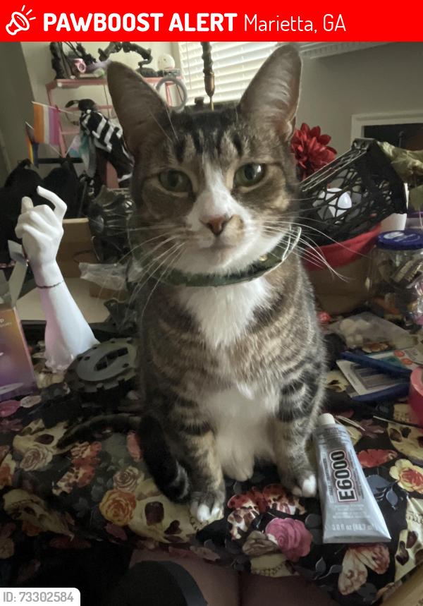 Lost Female Cat last seen Cunningham rd and powder springs st, Marietta, GA 30008