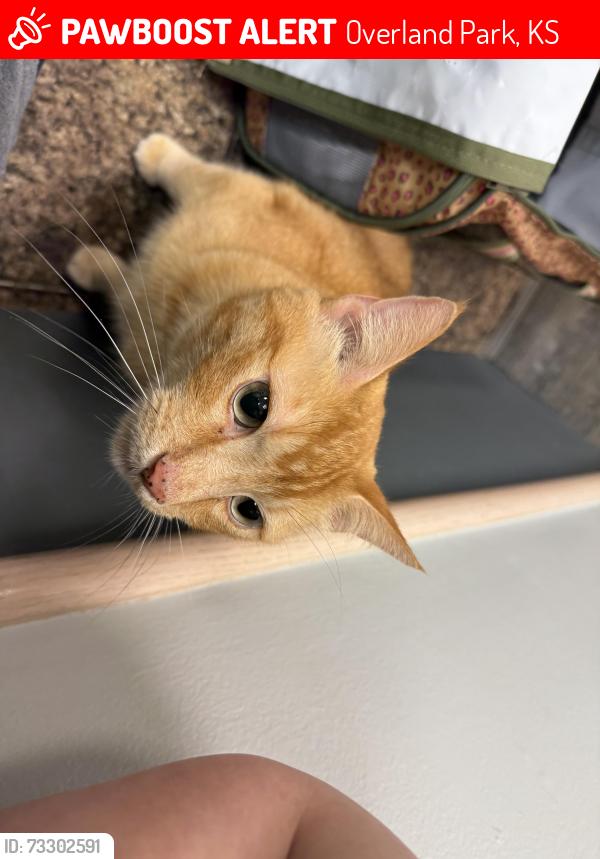 Lost Male Cat last seen 139th and antioch, Overland Park, KS 66223