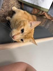 Lost Male Cat last seen 139th and antioch, Overland Park, KS 66223