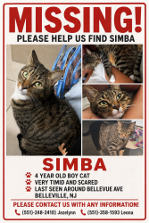 Lost Male Cat last seen bellevue ave, Belleville, NJ 07109