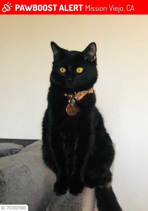 Lost Male Cat last seen Terreno drive and pradera, Mission Viejo, CA 92691