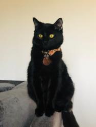 Lost Male Cat last seen Terreno drive and pradera, Mission Viejo, CA 92691