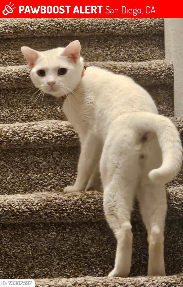 Lost Male Cat last seen Albert Avenue, San Diego, CA 92127