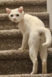 Lost Male Cat last seen Albert Avenue, San Diego, CA 92127