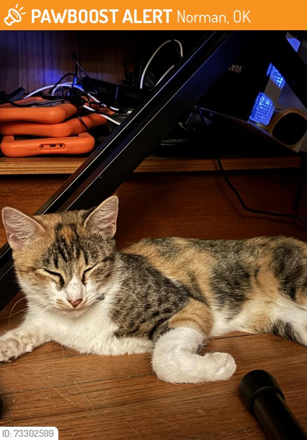 Found/Stray Female Cat last seen Lahoma & Dakota St Norman Ok 73069, Norman, OK 73069