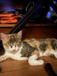 Found/Stray Female Cat last seen Lahoma & Dakota St Norman Ok 73069, Norman, OK 73069