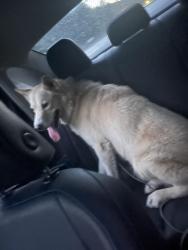 Found/Stray Male Dog last seen Found heading South on HWY 52 off of exit 105, Winston-Salem, NC 27107