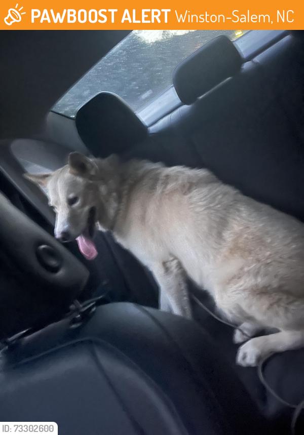 Found/Stray Male Dog last seen Found heading South on HWY 52 off of exit 105, Winston-Salem, NC 27107