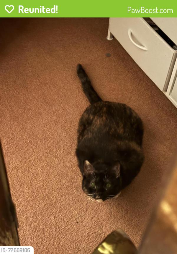 Reunited Female Cat last seen Greenwood and Minvera, Dolton, IL 60419
