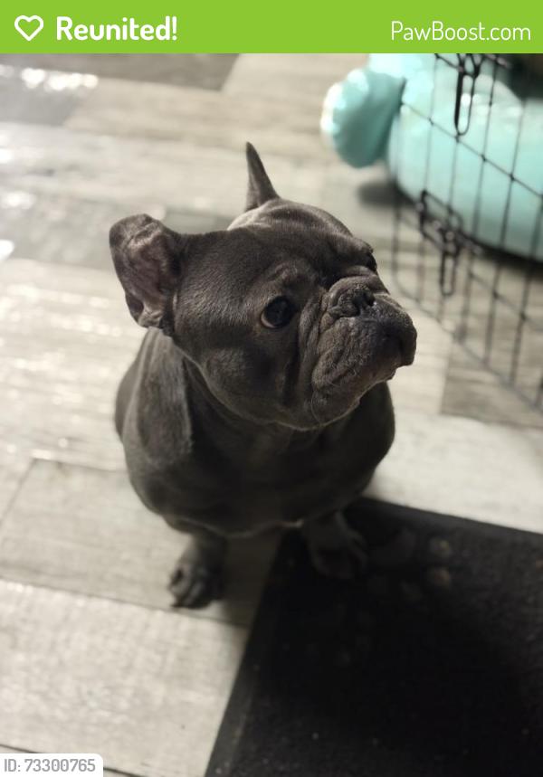 Reunited Male Dog last seen NE 19th street, Grand Prairie, TX 75050