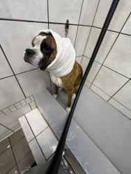 Reunited Male Dog last seen Pinewilde dr houston texas, Houston, TX 77066