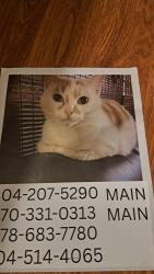 Lost Female Cat last seen Near Dogwood Circle, Snellville, GA 30078
