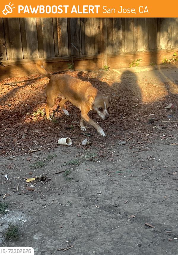 Found/Stray Male Dog last seen Klaus dr, San Jose, CA 95121