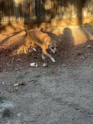 Found/Stray Male Dog last seen Klaus dr, San Jose, CA 95121
