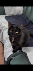 Reunited Female Cat last seen Cherryland, Hayward, CA 94541