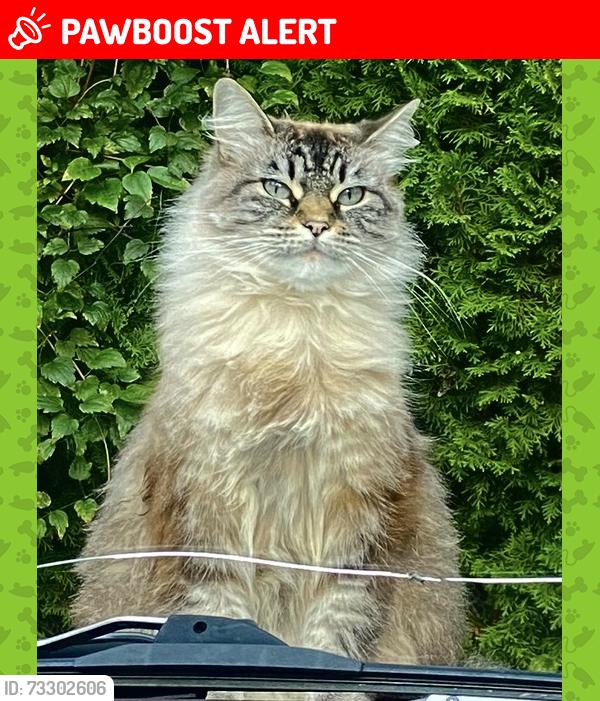 Lost Female Cat last seen In the driveway of her home on the corner of 198b st and 75a ave, Langley Township, BC V2Y 1S1