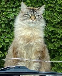 Lost Female Cat last seen In the driveway of her home on the corner of 198b st and 75a ave, Langley Township, BC V2Y 1S1