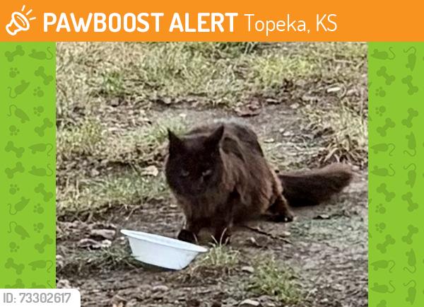 Found/Stray Unknown Cat last seen Cat is currently located at Ventana ests, which is next to French middle school. There is a pond with a fountain located in the middle of Ventana ests., Topeka, KS 66614