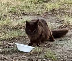 Found/Stray Unknown Cat last seen Cat is currently located at Ventana ests, which is next to French middle school. There is a pond with a fountain located in the middle of Ventana ests., Topeka, KS 66614