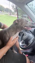 Found/Stray Female Dog last seen Cesery blvd, Jacksonville, FL 32211