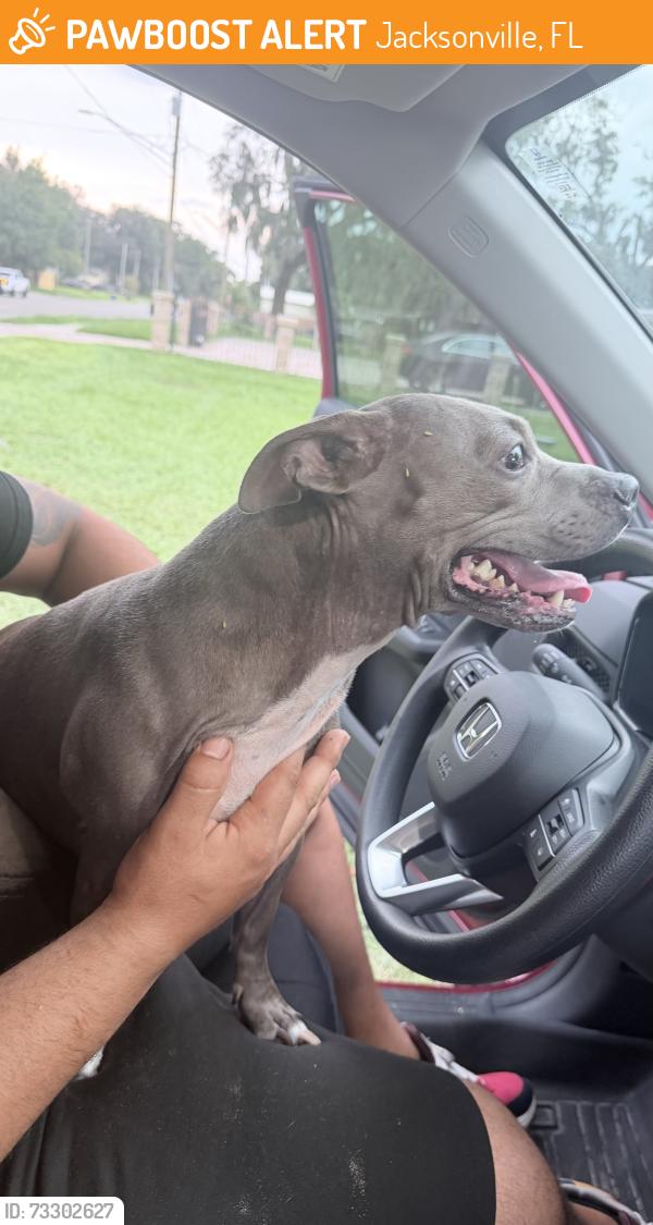 Found/Stray Female Dog last seen Cesery blvd, Jacksonville, FL 32211