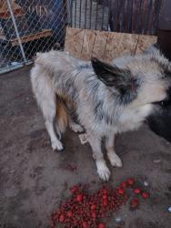 Found/Stray Unknown Dog last seen Roberts Ln, Bakersfield, CA 93308