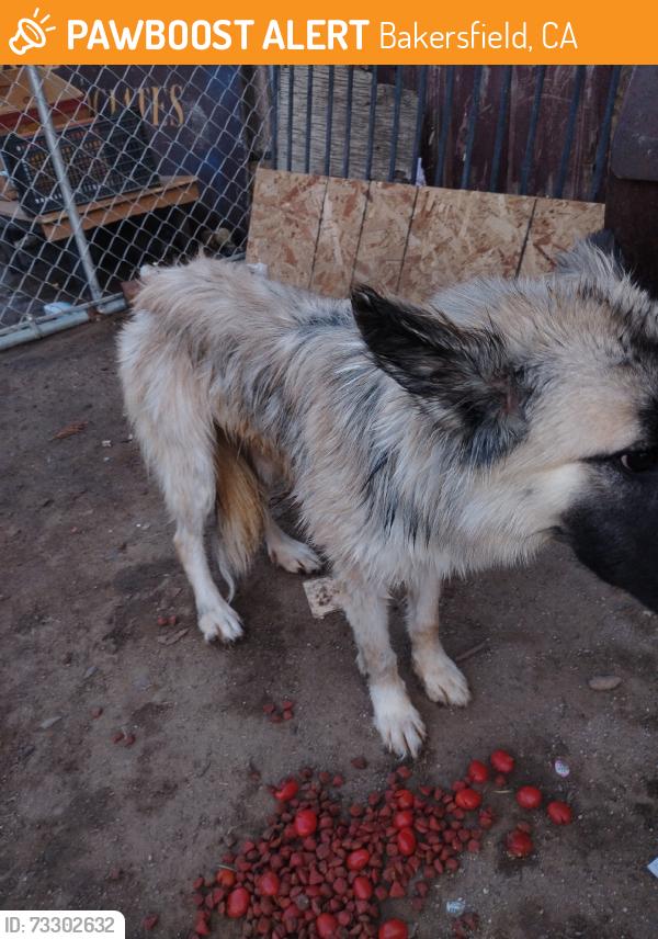 Found/Stray Unknown Dog last seen Roberts Ln, Bakersfield, CA 93308