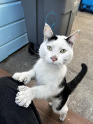 Found/Stray Unknown Cat last seen 17th and Mission, San Francisco, CA 94110