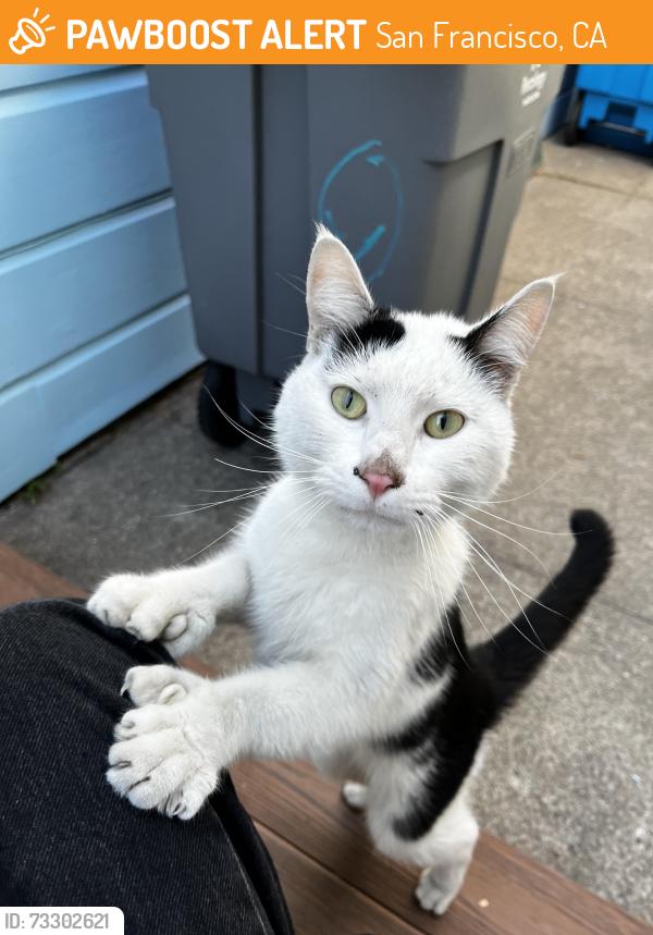 Found/Stray Unknown Cat last seen 17th and Mission, San Francisco, CA 94110