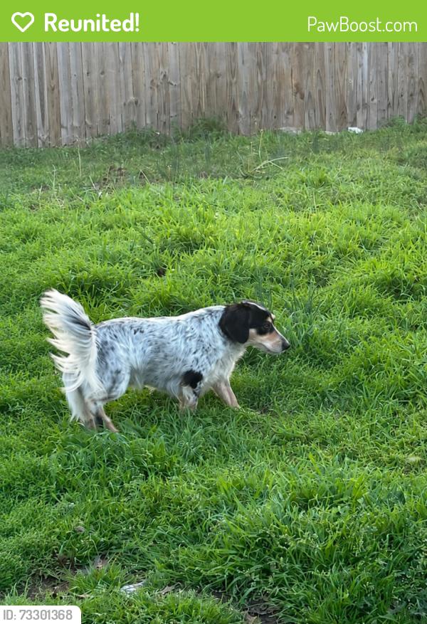Reunited Male Dog last seen N Wilhite near Main st, Cleburne, TX 76031