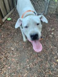 Reunited Male Dog last seen Sunnymere Ave, Oakland, CA 94605