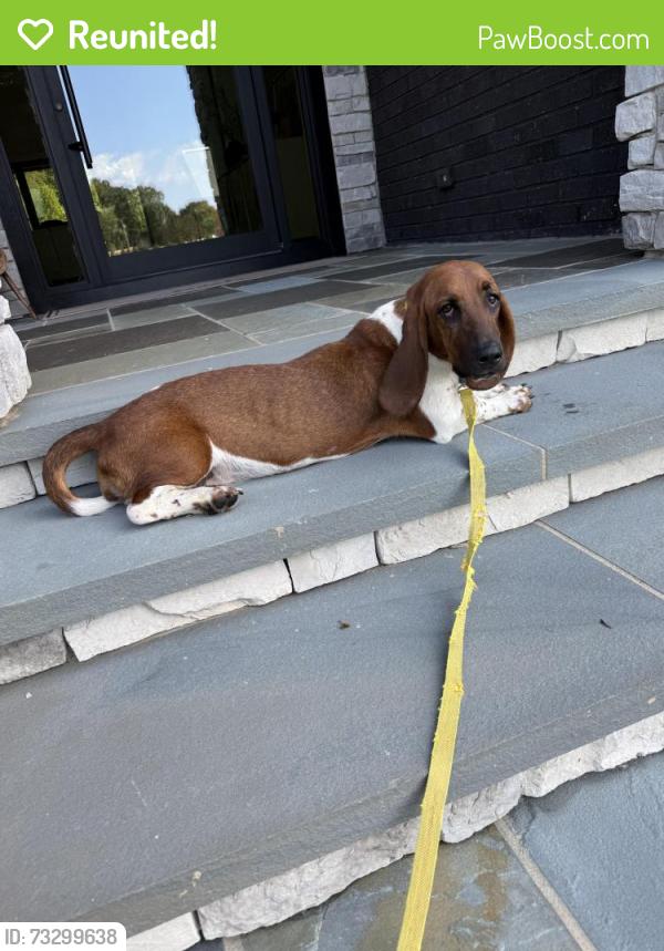 Reunited Female Dog last seen Squire Davis rd, Kernersville, NC 27284