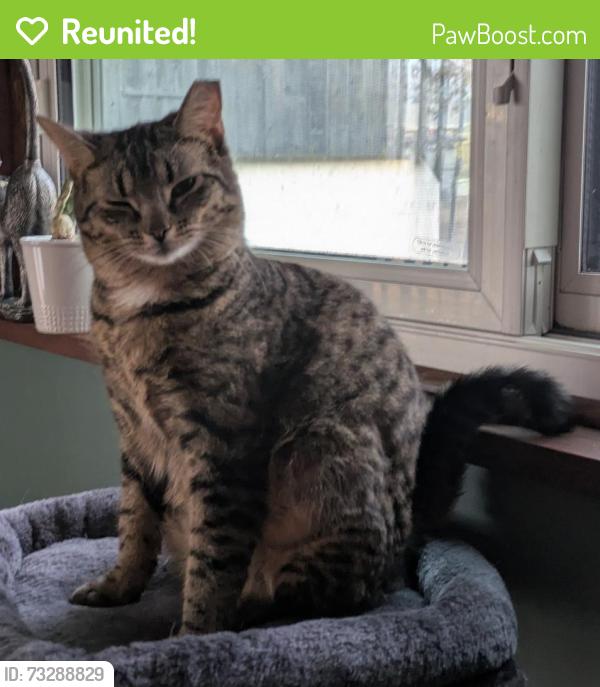 Reunited Female Cat last seen Zehnder Road an Lynn Dr., Ambridge, PA 15003