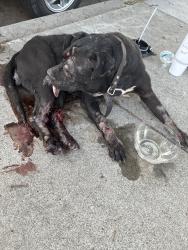 Found/Stray Female Dog last seen Ted’s burgers, Anaheim, CA 92805