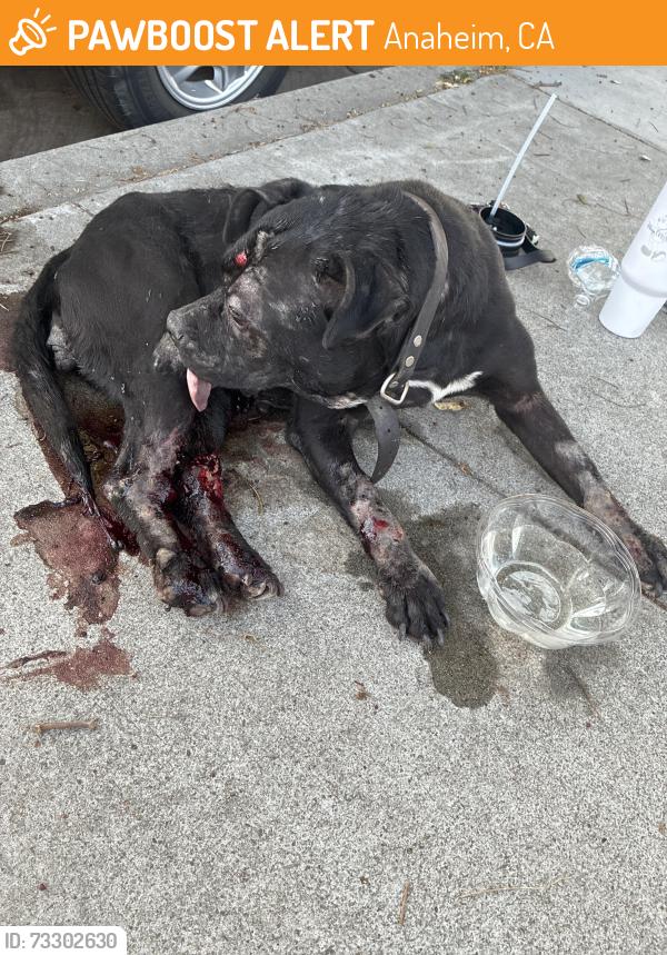 Found/Stray Female Dog last seen Ted’s burgers, Anaheim, CA 92805