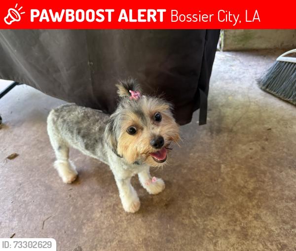 Lost Female Dog last seen Golden Meadows Neighborhood, Bossier City, LA 71112