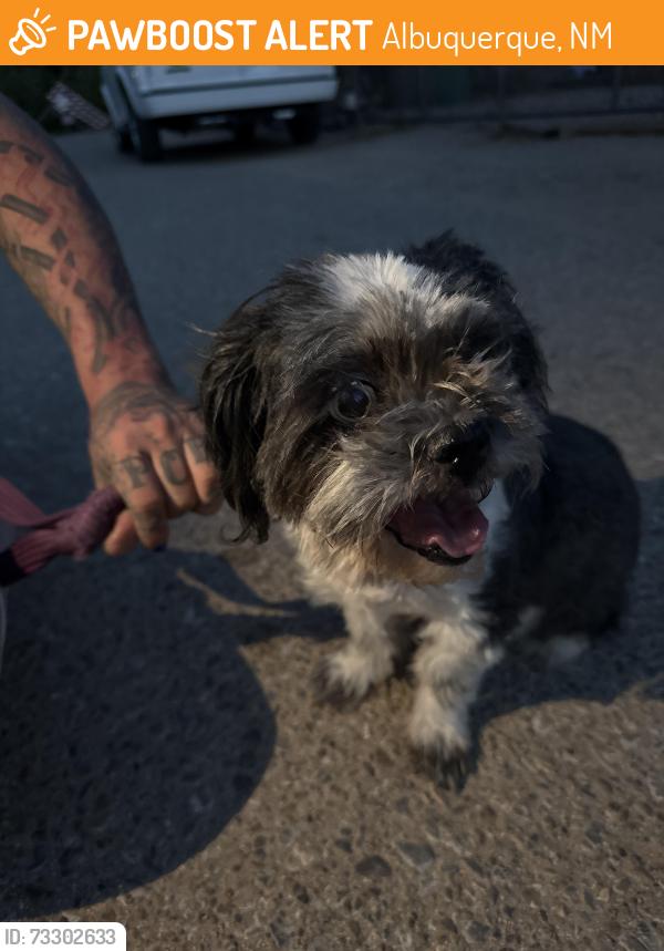 Found/Stray Female Dog last seen Edith & Los Ranchos, Albuquerque, NM 87113