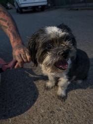 Found/Stray Female Dog last seen Edith & Los Ranchos, Albuquerque, NM 87113