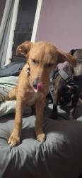 Found/Stray Female Dog last seen Watkins, Memphis, TN 38104
