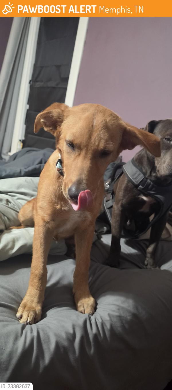 Found/Stray Female Dog last seen Watkins, Memphis, TN 38104