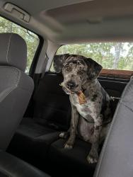 Lost Male Dog last seen Terri ln, Magnolia, TX 77355