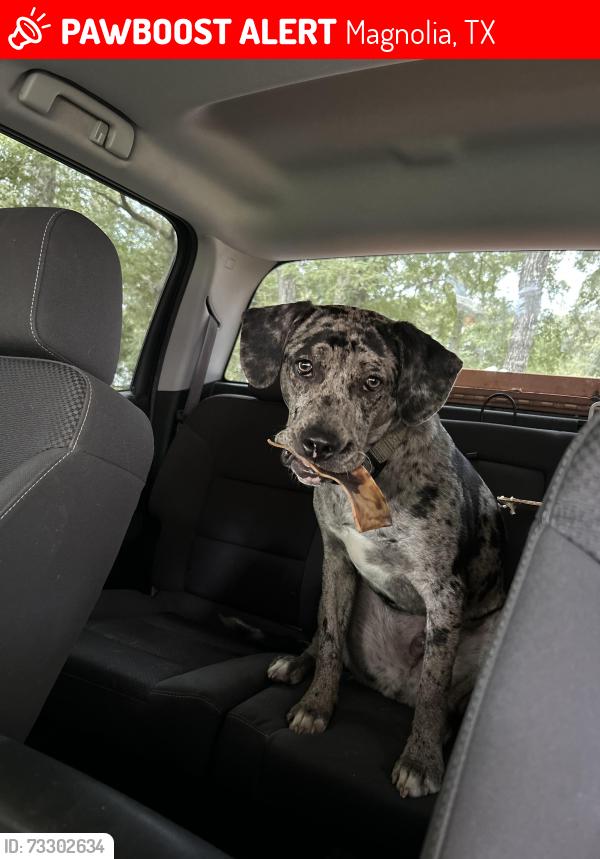 Lost Male Dog last seen Terri ln, Magnolia, TX 77355