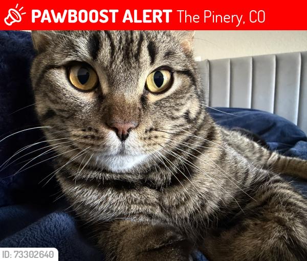 Lost Male Cat last seen Near Capt Meriwether Lewis Dr Паркер, CO 80134 Соединённые Штаты Америки, The Pinery, CO 80134
