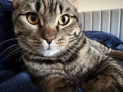 Lost Male Cat last seen Near Capt Meriwether Lewis Dr Паркер, CO 80134 Соединённые Штаты Америки, The Pinery, CO 80134