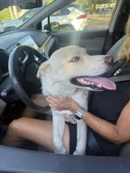 Reunited Male Dog last seen Castec Drive, Sacramento, CA, Sacramento, CA 95864